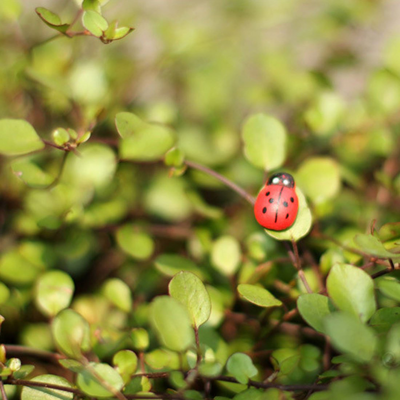 100pcs Self-adhesive Mini Refr - Art Craft Ladybug reseña y precio