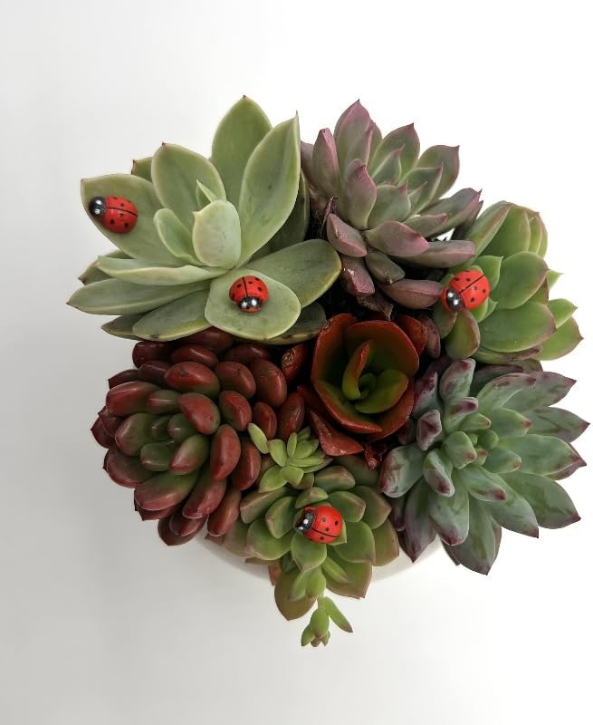 100-Pack Wooden Ladybug Sticke - Art Craft Ladybug reseña y precio